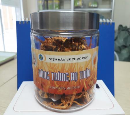 Đông trùng hạ thảo nguyên con nhộng tằm khô 25g