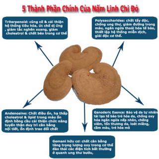 Nấm Linh Chi Đỏ viện Di Truyền Nông Nghiệp Việt Nam nuôi trồng. Nấm Linh Chi Đỏ viện Di Truyền Nông Nghiệp Việt Nam nuôi trồng.